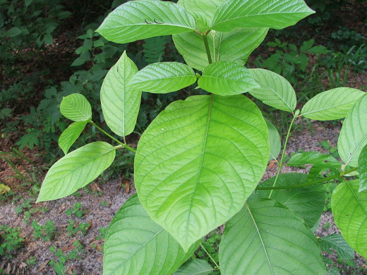 This young kratom (Mitragyna speciosa) may grow to 30-100' tall and 15' wide.
