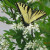 A butterfly filling up on nectar. A butterfly filling up on nectar.