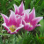 Spring tulips. Spring tulips.