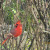 A cardinal in a rose bush. A cardinal in a rose bush.
