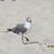 A seagull on the hot sand. A seagull on the hot sand.