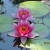 Waterlilies. Waterlilies.