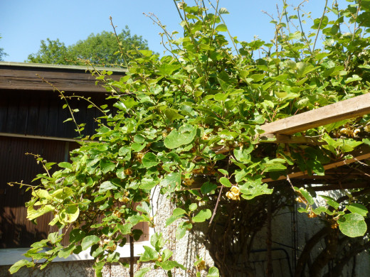 kiwifruit vines