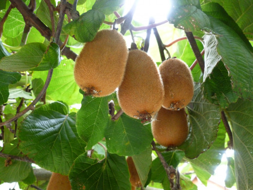 Kiwifruits growing 