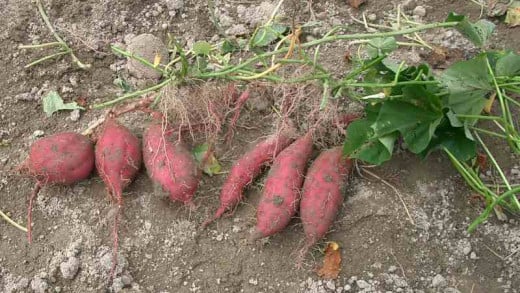 Sweet Potatoes Just Harvested From The Garden Still Attached To The Vine.