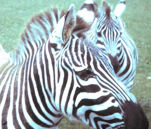 Holiday Activities for Children in Newquay: Newquay Zoo