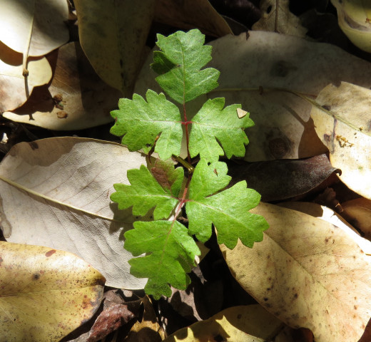 Little sprig of poison oak on the forest floor -summer foliage