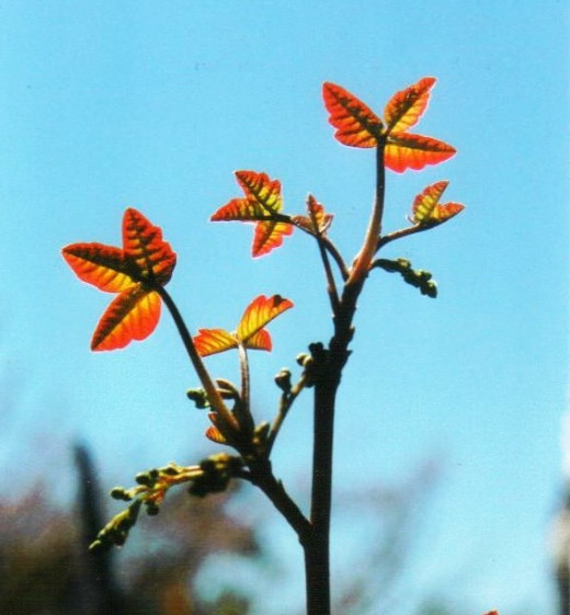 Poison oak in spring