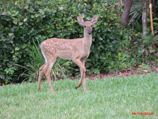 Fawn who "hangs out" in our back yard while growing up