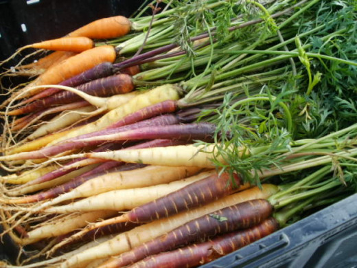 Beautiful locally grown organic carrots