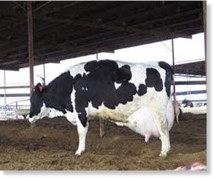 This cow has been genetically engineered to produce more milk.  Note her bag is huge compared to normal cows putting extreme stress on her back and legs.  Some of these cattle cannot stand up.  Animal cruelty?