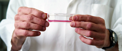 Scientist holding a petri dish that contains a small piece of in vetro meat.
