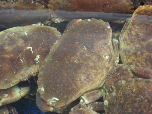 L'Ampolla, Spain - Seafood Market - Crabs