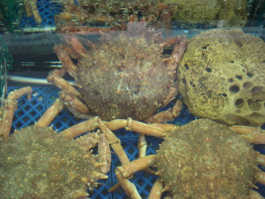 L'Ampolla, Spain - Seafood Market - Crabs