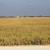 Rice Fields - L'Ampolla, Spain