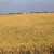 Rice Fields - L'Ampolla, Spain 