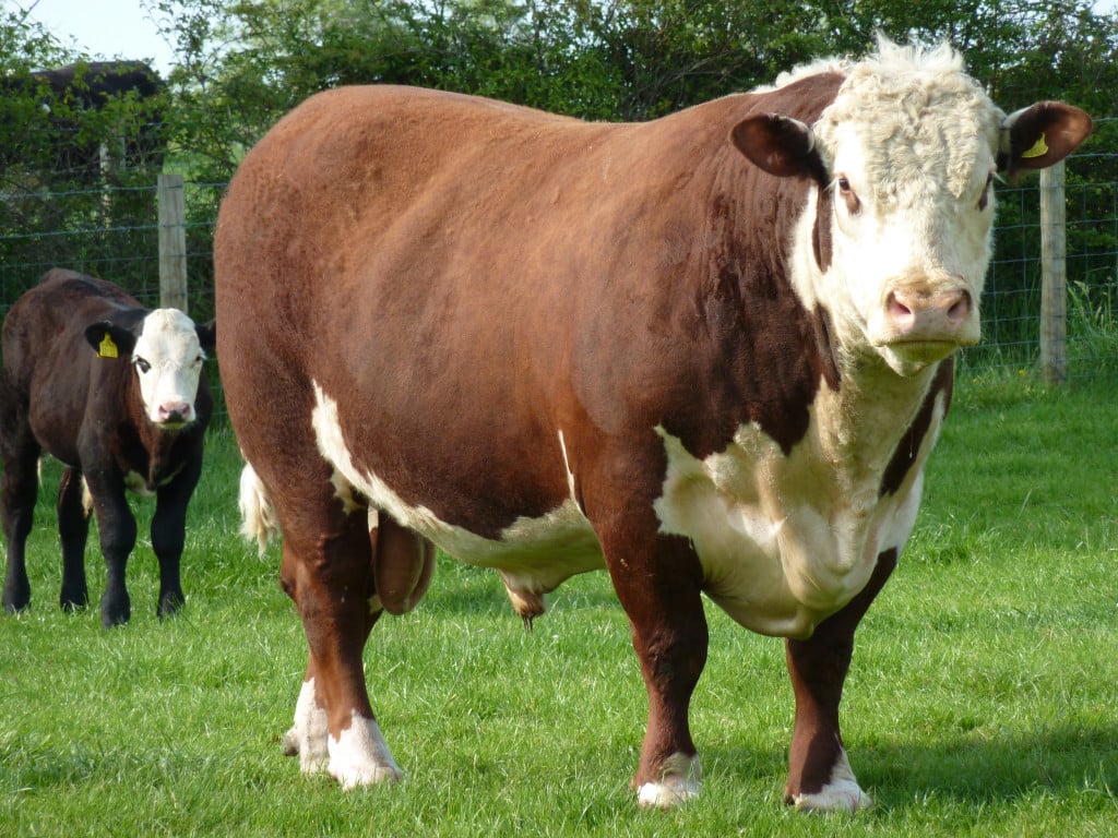 Hereford Cattle