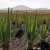 Aloe vera plantation - Canary Islands, Spain.