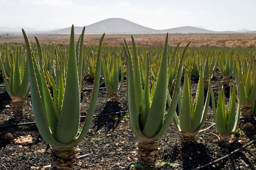 Aloe vera plantation - Canary Islands, Spain.