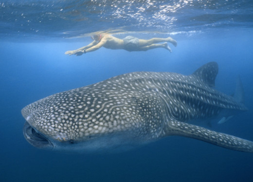 Whale Shark and a diver