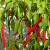 To keep squirrels from eating your plants, sprinkle your plants with cayenne pepper. The cayenne pepper doesn't hurt the plant and the squirrels won't come near it. To keep squirrels from eating your plants, sprinkle your plants with cayenne pepper. The cayenne pepper doesn't hurt the plant and the squirrels won't come near it.