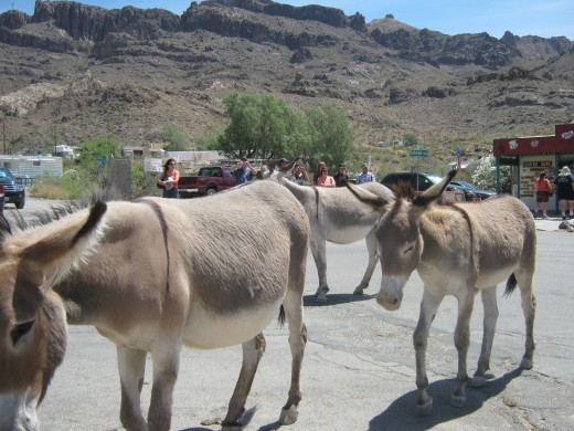 Here come the burro's, almost like clockwork down the main street of Oatman every day, looking for handouts. 