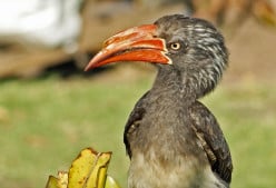 African Landscapes from South Africa: The Birds-Hornbills