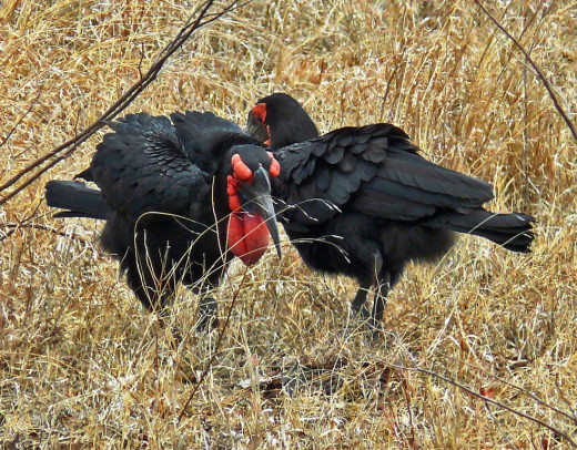 Ground Hornbill in Kruger Game Reserve