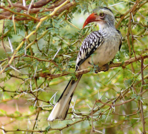 Red-billed Hornbill