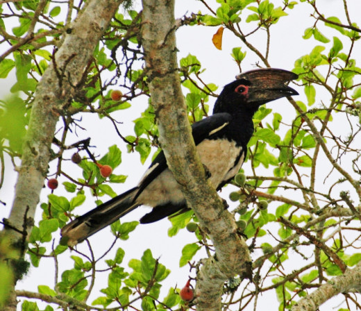 Trumpeter Hornbill