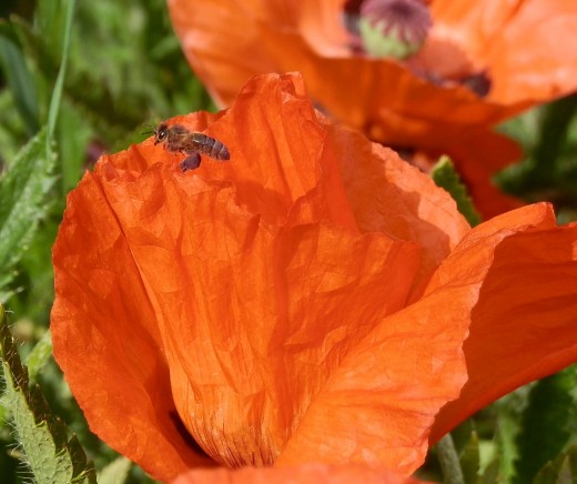 Is it Apis mellifera Linnaeus accumulating antigens from Papaver Somniferum - or is it a honey bee collecting pollen?
