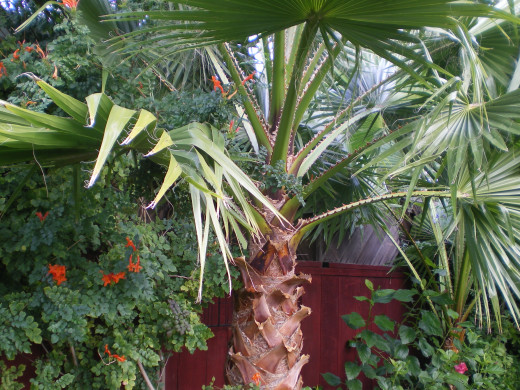 Memory of Maui. Palm Tree