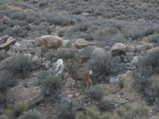 The mule deer looked small, probably because he didn't have a lot of vegetation to eat.