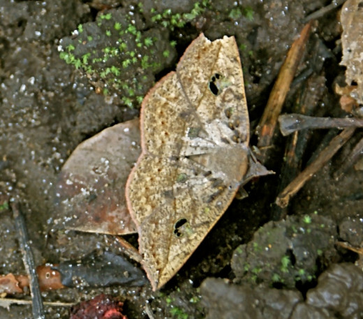 This moth was found on the tropical cloud forest floor along the trail for Rio Celeste (Blue River) near San Carlos.