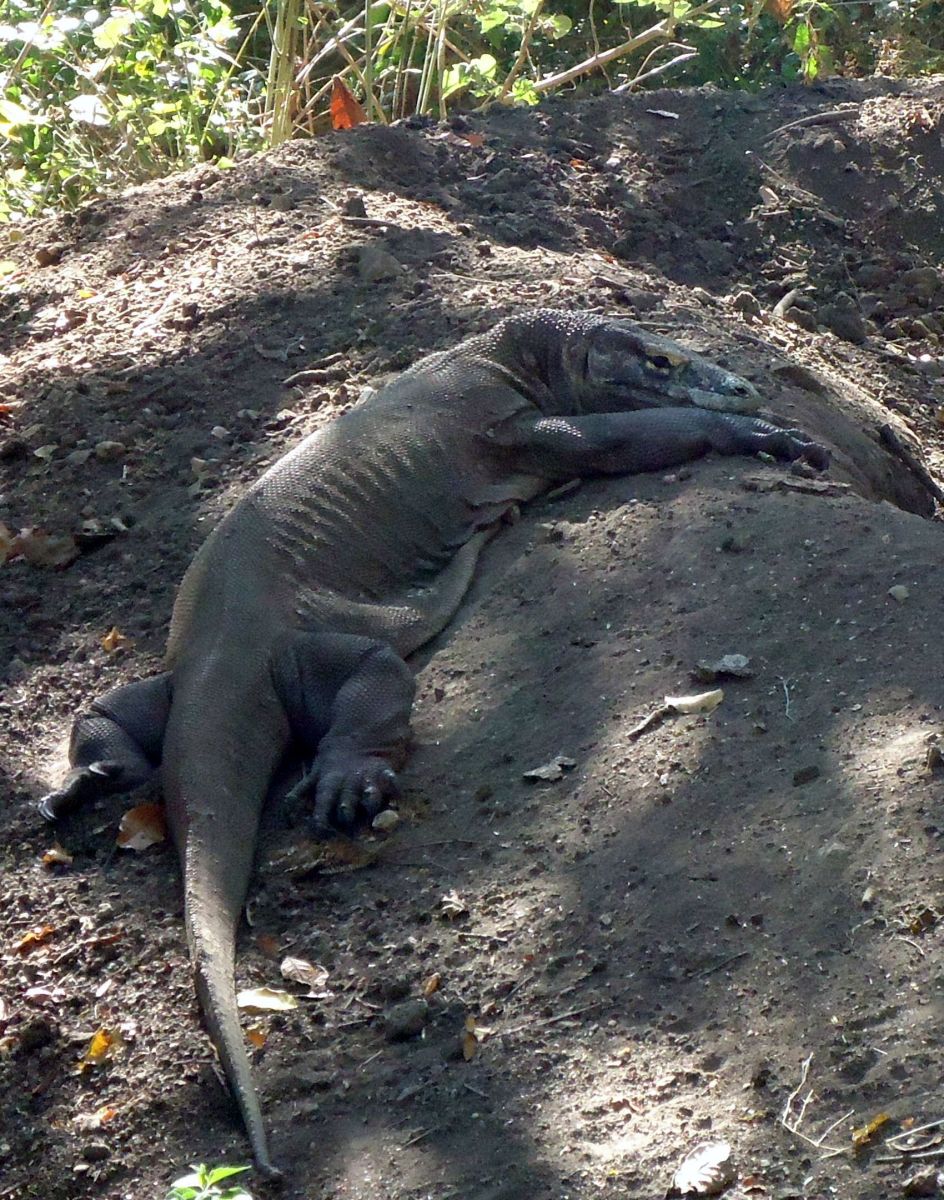 Female Komodo Dragon guarding her nest.  