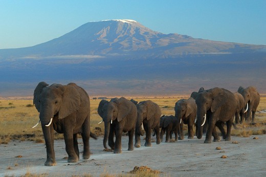 Amboseli National Park by Mount Kilaminjaro