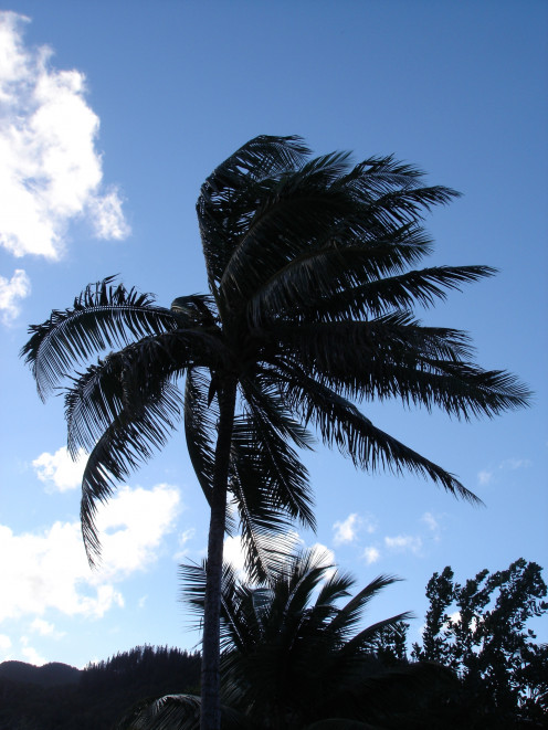 in the tropics avail of fresh coconut inexpensively.