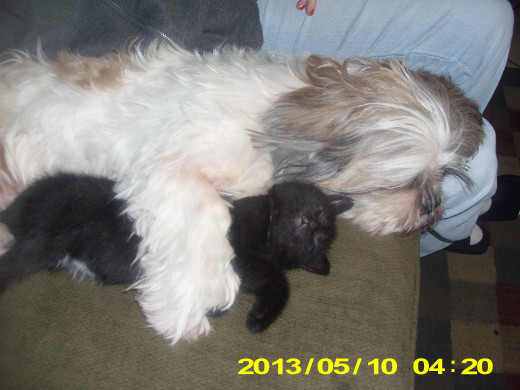 Abby and her playmate Cat decided to take a nap.The Shih Tzu is a loving dog who gets along well with other pets.