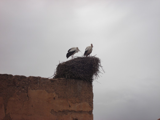 Storks nesting on the city walls in Marrakesh