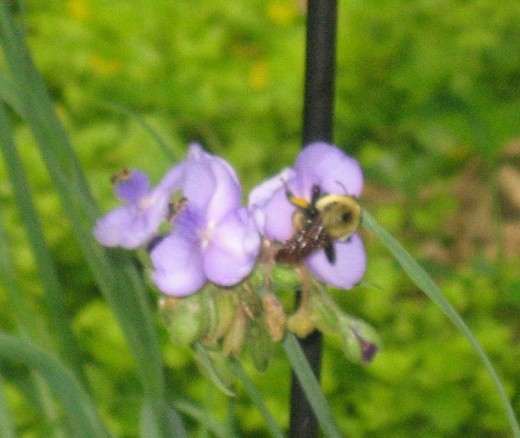 Bumble bee - from the back.