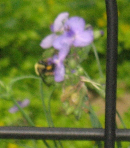 Bumble bee side view.