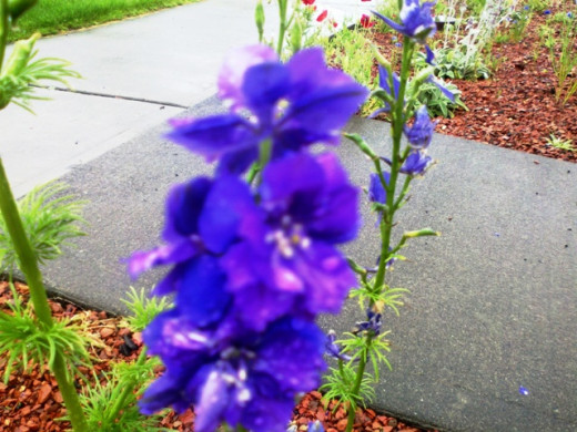 This larkspur plant is thriving in the Gravel Pit Garden.