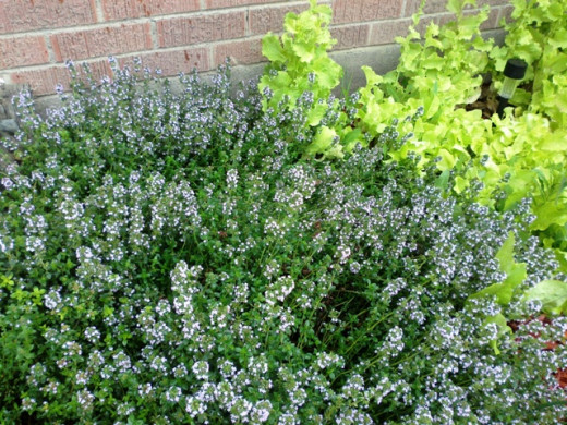 Thyme and leaf lettuce can be used as landscaping elements as well as ingredients in your favorite dish.