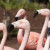 Flamingos of the Santa Barbara Zoo.