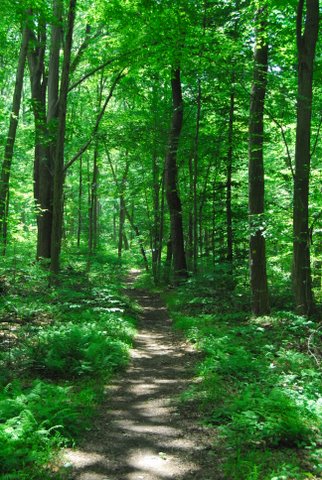 Nature walks are one of many ways to reduce stress