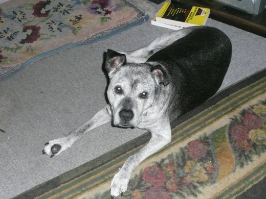 Pitbulls, including my beautiful Nikke, are known in some circles as "tooters."