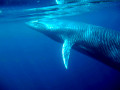 Bryde’s Whales, the most unusual of the rorquals