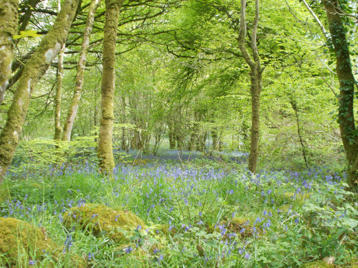 Llanystumdwy Bluebells - this doesn't even do it justice!