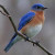 Missouri's State Bird