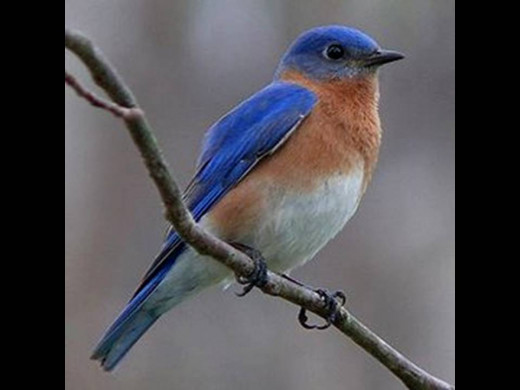 Missouri's State Bird